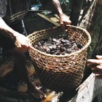 Comunidad Iratapuru - Castaña 2 (baja)