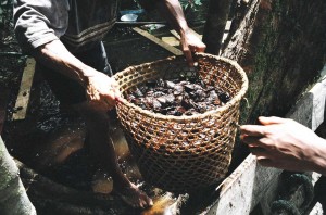 Comunidad Iratapuru - Castaña 2 (baja)
